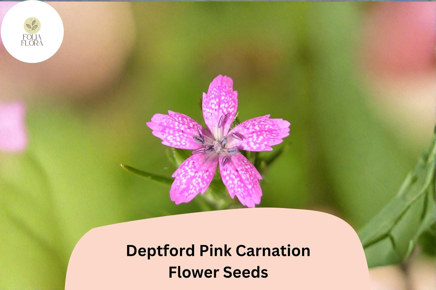 200+ Deptford Pink Carnation Seeds | Dianthus armeria | Bright Pink Blooms for Wildflower & Cottage Gardens
