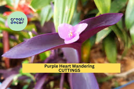 5 Purple Heart Cuttings | Tradescantia Pallida Wandering Plant | Succulent Type Cactus Vine Starter | Easy Indoor or Outdoor