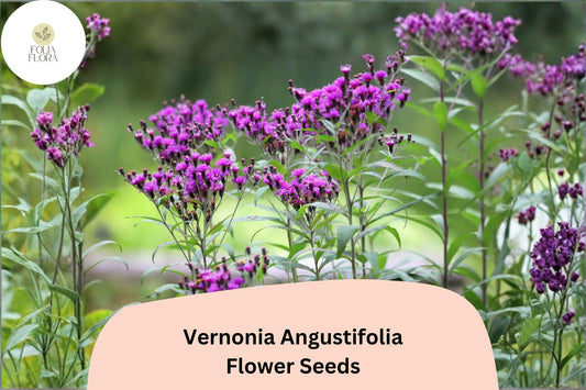 100 Vernonia angustifolia Seeds | Narrowleaf Ironweed | Purple Native Wildflower for Pollinator & Butterfly Garden