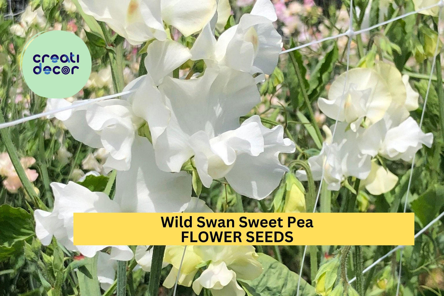 50+ Wild Swan Sweet Pea Seeds – Soft White & Lavender Fragrant Blooms for Garden Planting, Climbing Vines for Trellises – USA