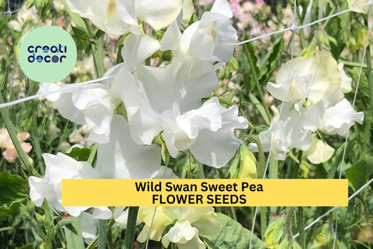 50+ Wild Swan Sweet Pea Seeds – Soft White & Lavender Fragrant Blooms for Garden Planting, Climbing Vines for Trellises – USA