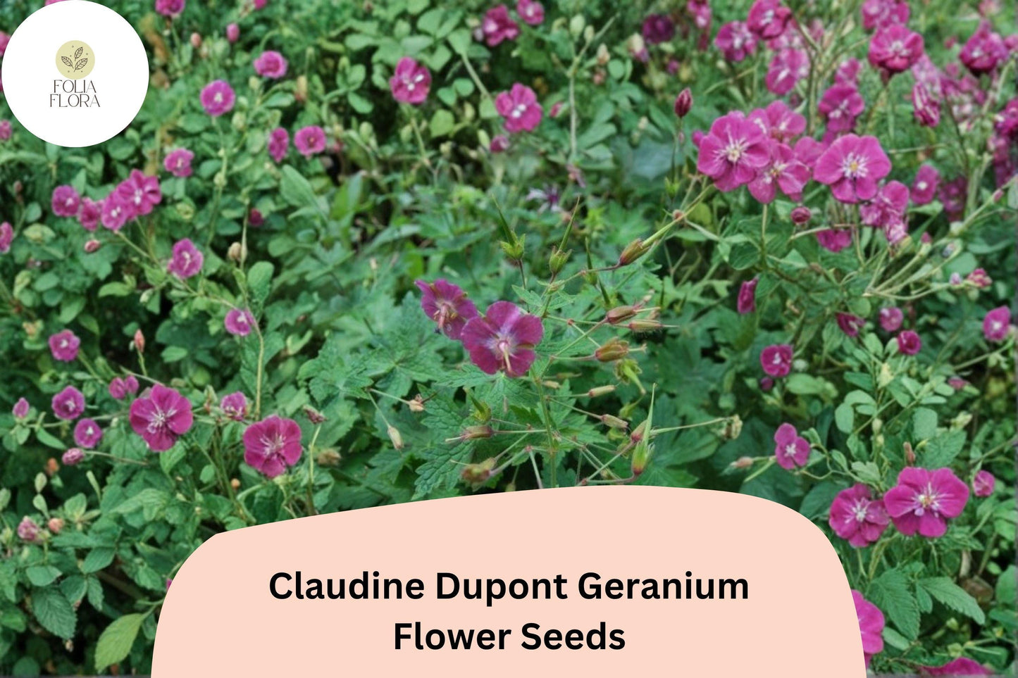 25+ Claudine Dupont Geranium Seeds | Elegant Purple Blooms | Long-Blooming Garden Flower for Pots & Borders
