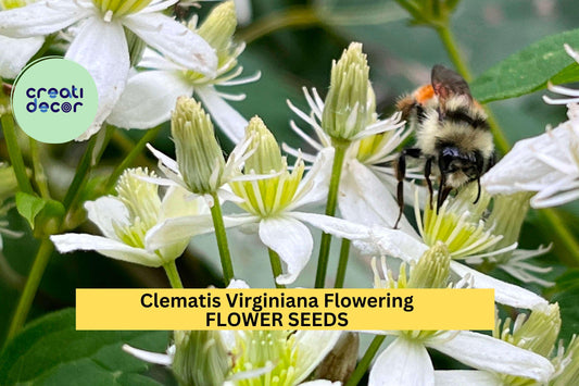 50 Seeds Clematis Virginiana – Flowering Vine Plant Seeds for Planting – Fragrant White Blooms, Native Wildflower Vine