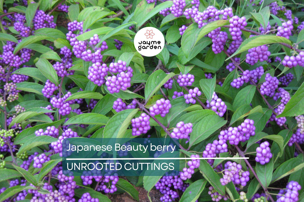 10 Organic Japanese Beautyberry Cuttings | 5-7” Edible Unrooted Plant | Vibrant Purple Berries |