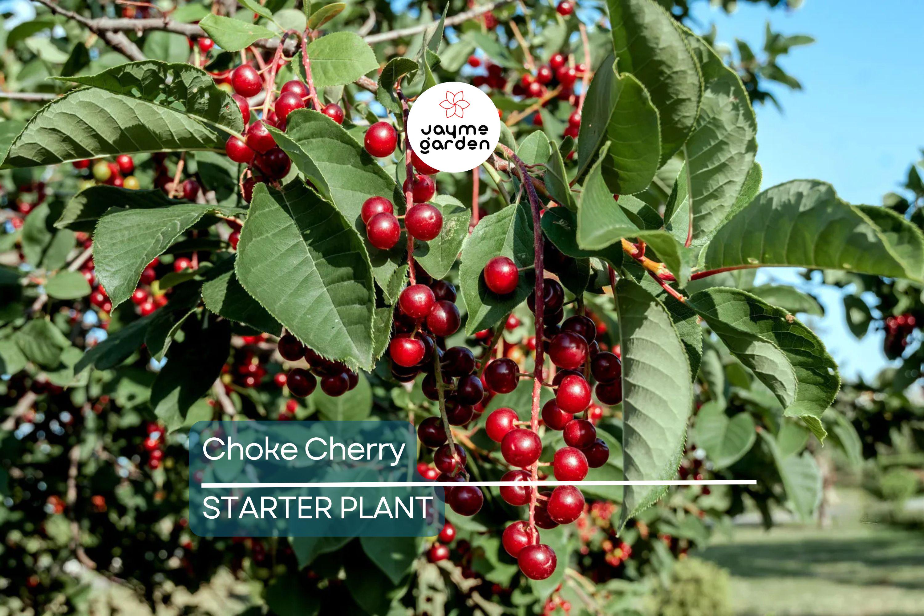 Choke Cherry Tree - Live Bare Root Plant, Prunus Virginiana, 14"-18", Fragrant White Flowers, Wildlife-Friendly, Drought & Heat Tolerant