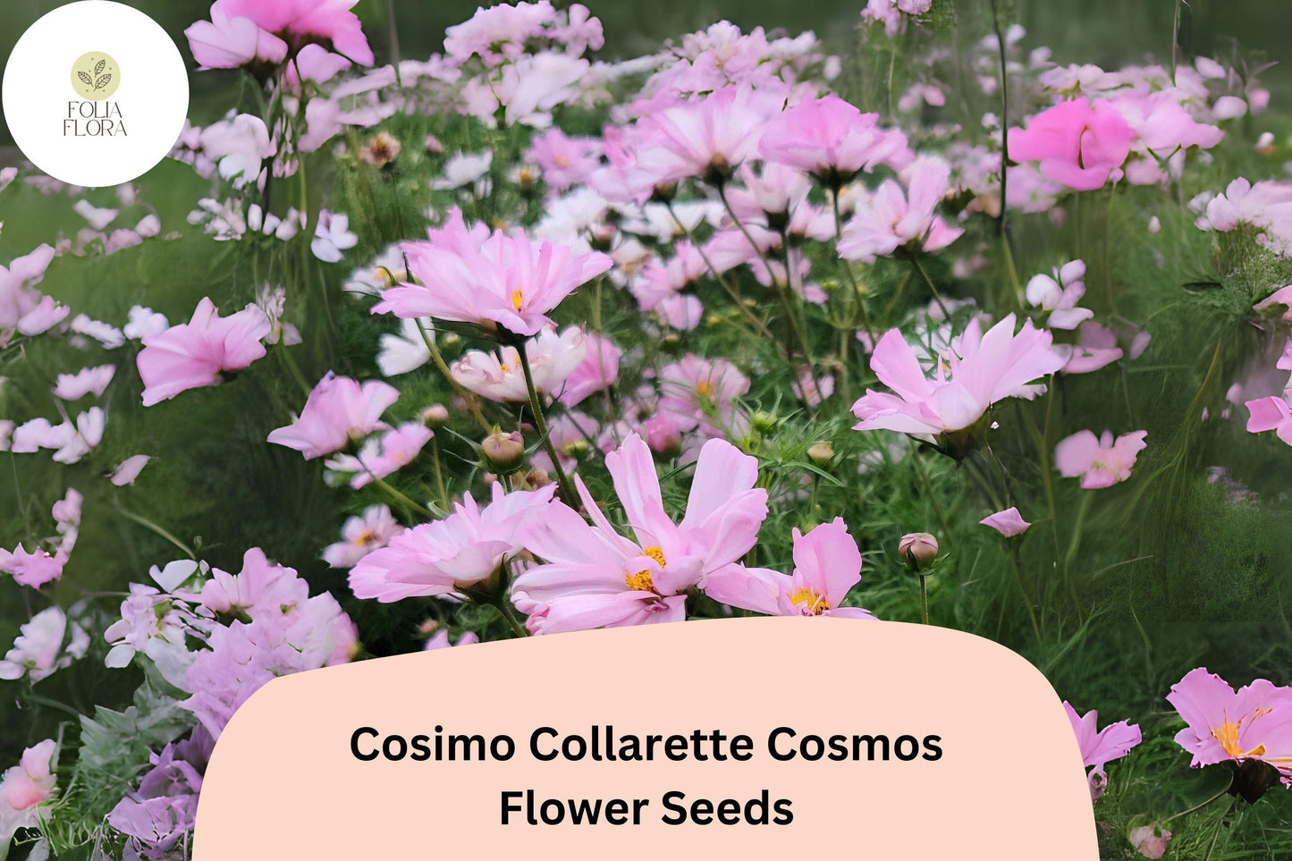 200+ Cosimo Collarette Cosmos Seeds | Cosmos Bipinnatus Unique Collarette Blooms Annual Flowers