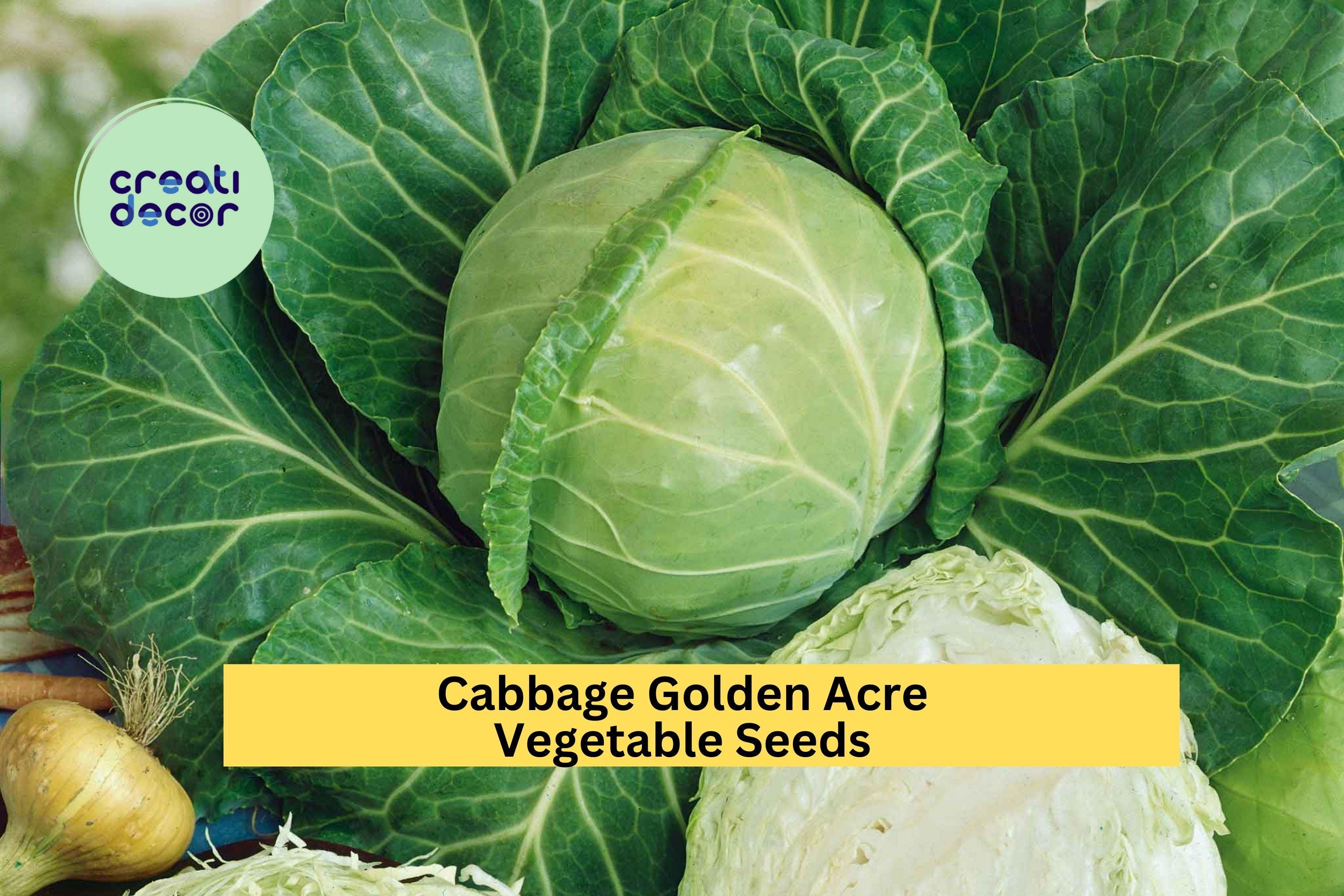 3pcs x 1g Golden Acre Cabbage Seeds – Early Heirloom Variety for Garden Beds, Raised Rows, or Container Growing Seeds for Planting
