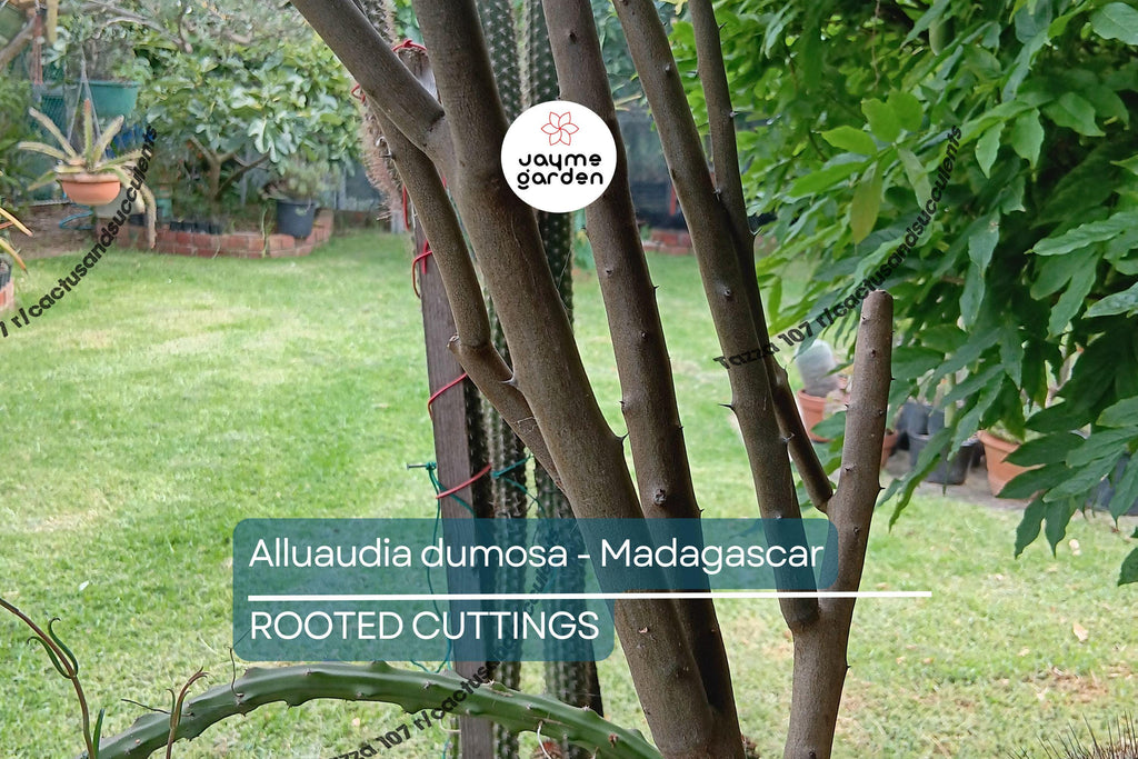 Alluaudia dumosa - Madagascar | Rooted Cutting 8"-12" | Rare Succulent