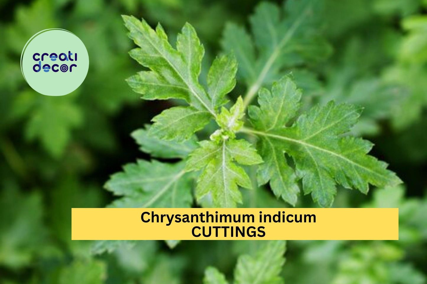 10 Chrysanthemum indicum Cuttings – 菊花脑 – Fresh Unrooted Stems for Easy Growing in Garden or Pot – Edible Ornamental – USA