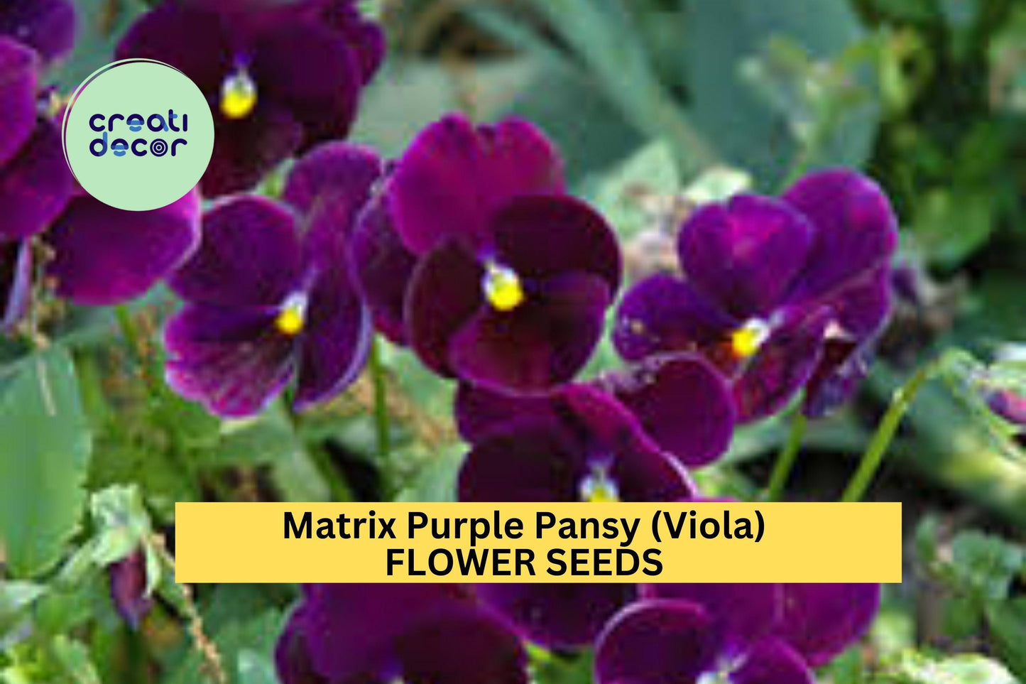 200+ Matrix Purple Pansy Seeds – Deep Violet Blooms for Garden Planting, Cold-Hardy Flowers for Borders, Beds & Pots – USA