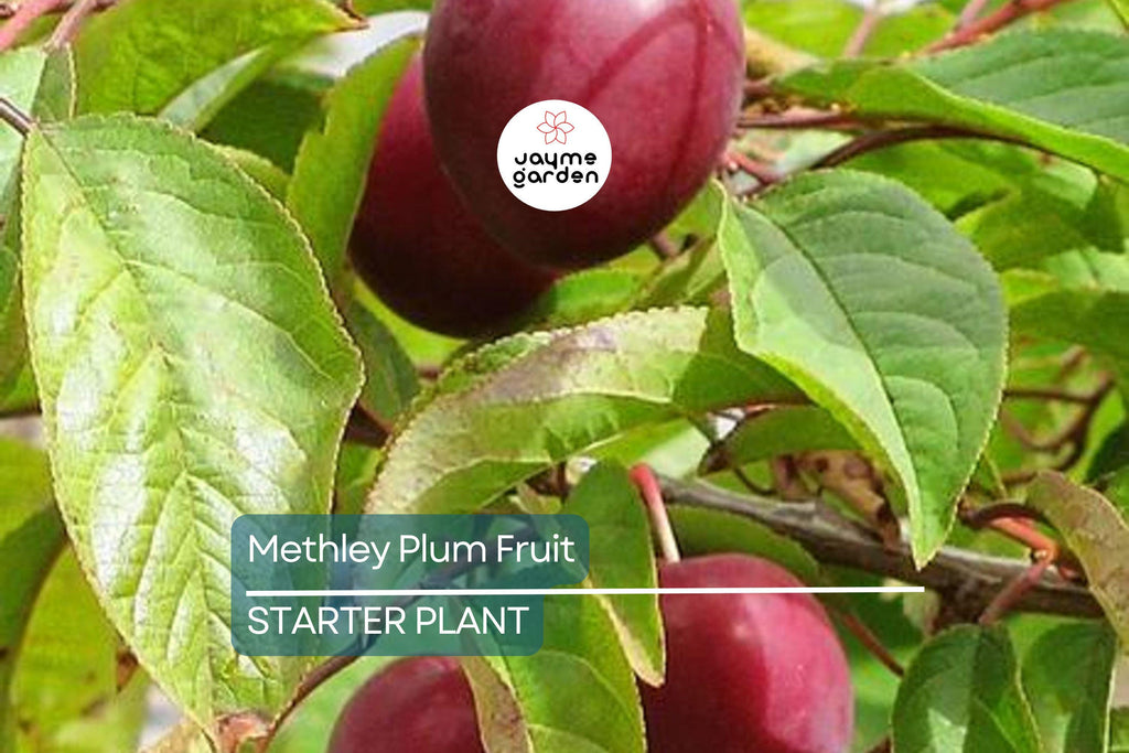 Methley Plum Fruit Tree Bare-Root Starter Plant, 3–4 ft Tall, Self-Pollinating, Early June Harvest Prunus salicina