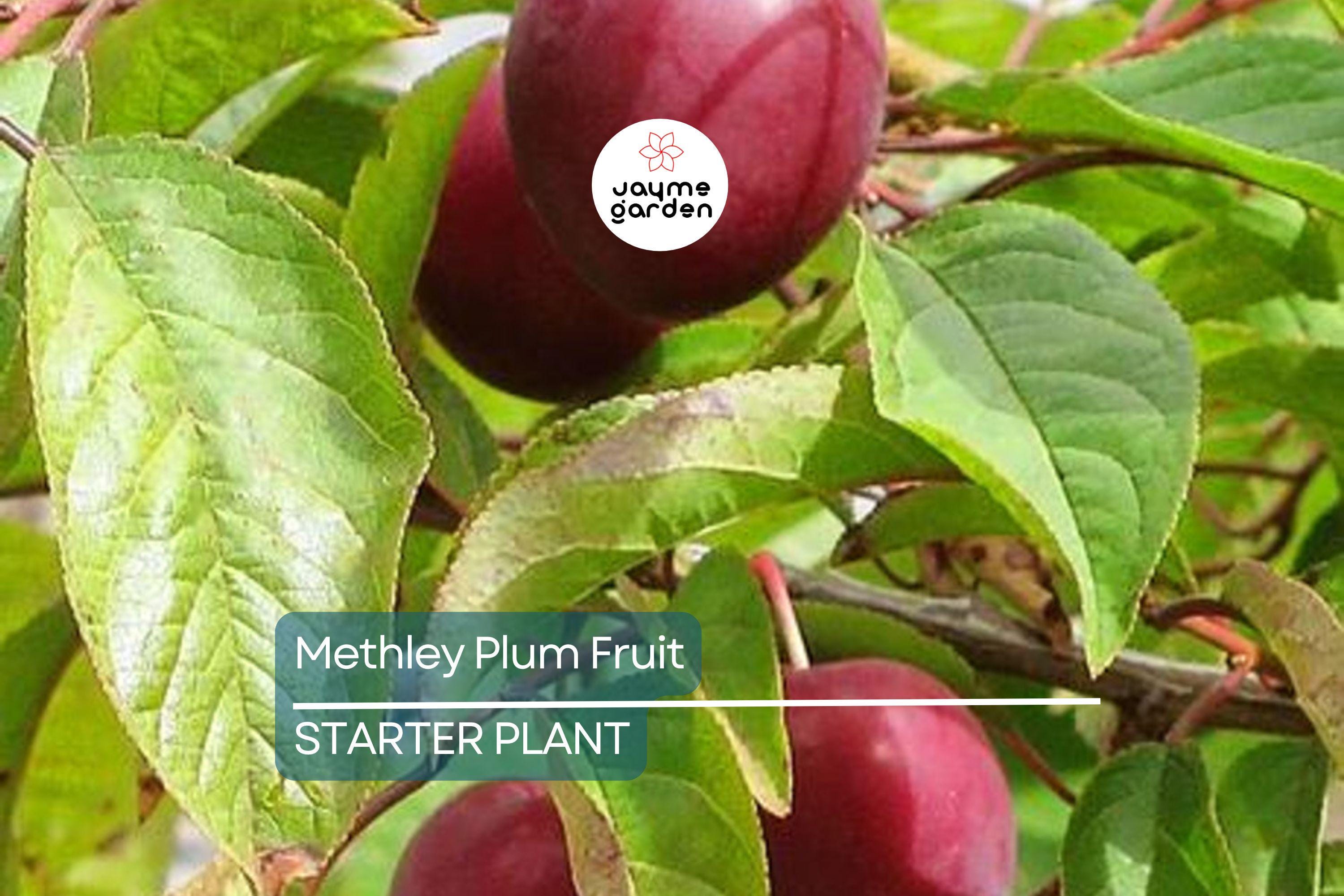 Methley Plum Fruit Tree Bare-Root Starter Plant, 3–4 ft Tall, Self-Pollinating, Early June Harvest Prunus salicina