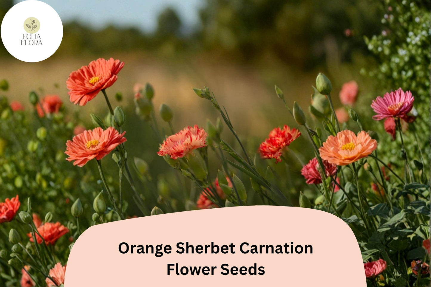 200+ Orange Sherbet Carnation Seeds for Garden Planting | Dianthus caryophyllus | Orange Blooms