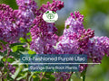 2 Old-Fashioned Purple Lilac Shrubs – Fragrant Bare Root Starter Plants – Heirloom Syringa for Spring Garden & Hedge