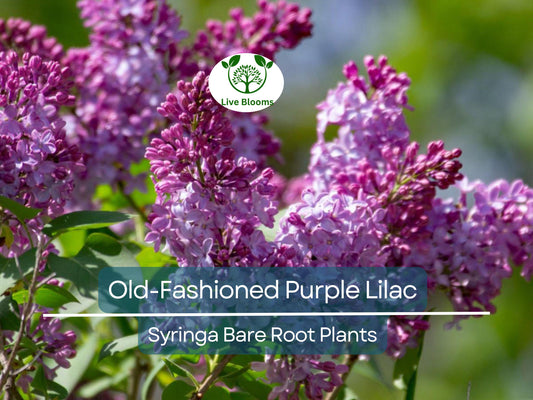2 Old-Fashioned Purple Lilac Shrubs – Fragrant Bare Root Starter Plants – Heirloom Syringa for Spring Garden & Hedge