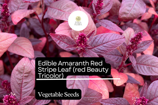 500mg Edible Amaranth Seeds Amaranthus tricolor Red Beauty Red Stripe Leaf for Planting | Heirloom Vegetable Microgreens