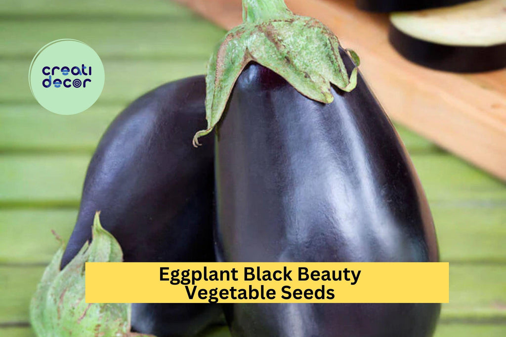 3pcs of 300mg Black Beauty Eggplant Seeds – Heirloom Variety for Large, Glossy Purple Fruit in Summer Vegetable Gardens Seeds for Planting