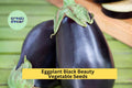 3pcs of 300mg Black Beauty Eggplant Seeds – Heirloom Variety for Large, Glossy Purple Fruit in Summer Vegetable Gardens Seeds for Planting