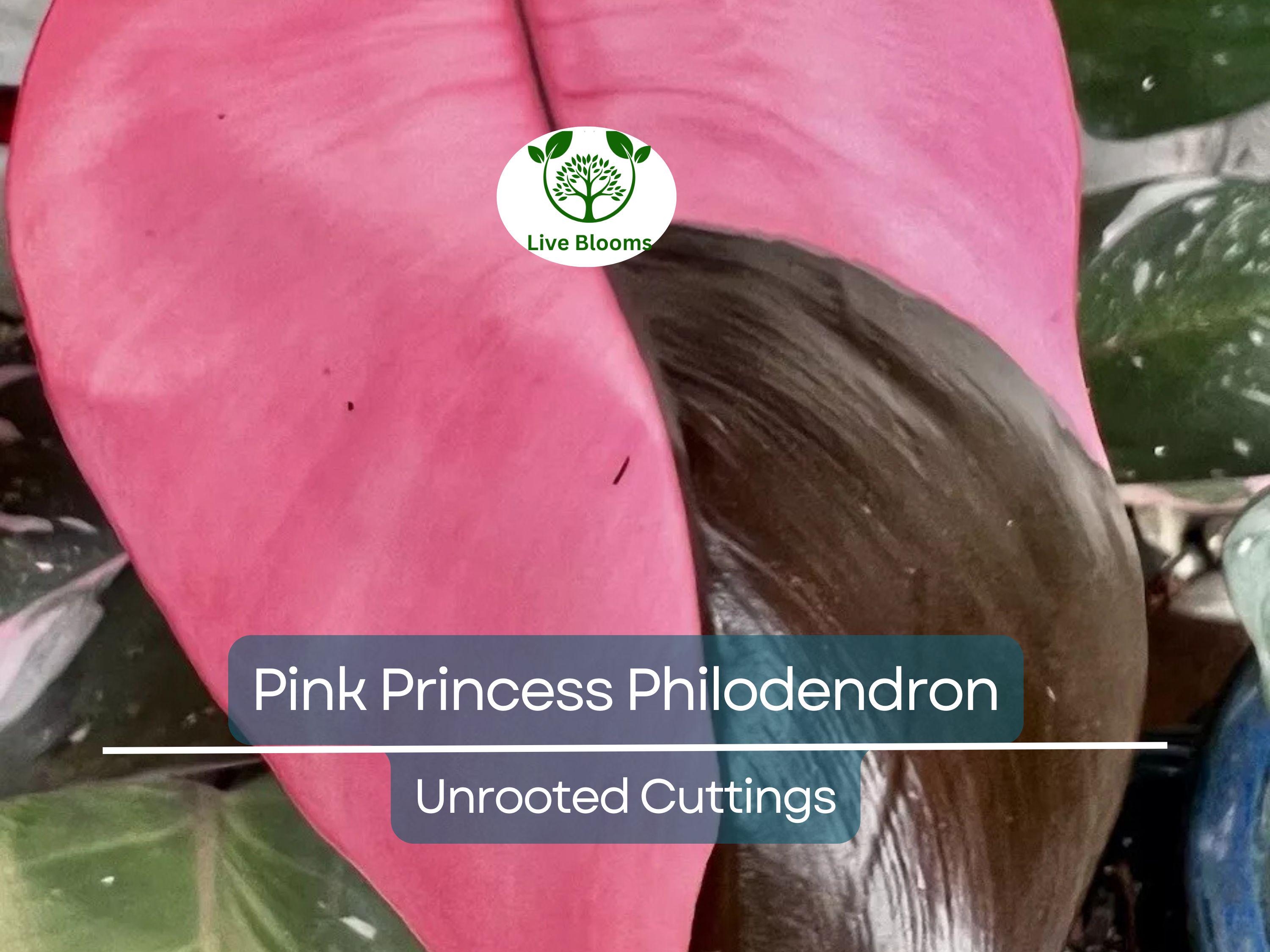 1 Pink Princess Philodendron Plant Unrooted Cutting, Rare Variegated, Philodendron "Pink Princess", Houseplant, Unique Pink & Green Foliage