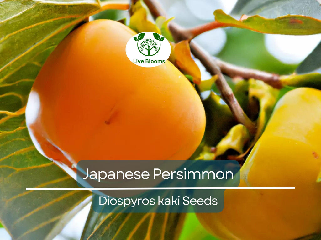 5 Japanese Persimmon Seeds (Diospyros kaki) - Edible Fruit Tree, Sweet, Nutritious Fruit for Garden or Orchard - Non-GMO, Easy to Grow