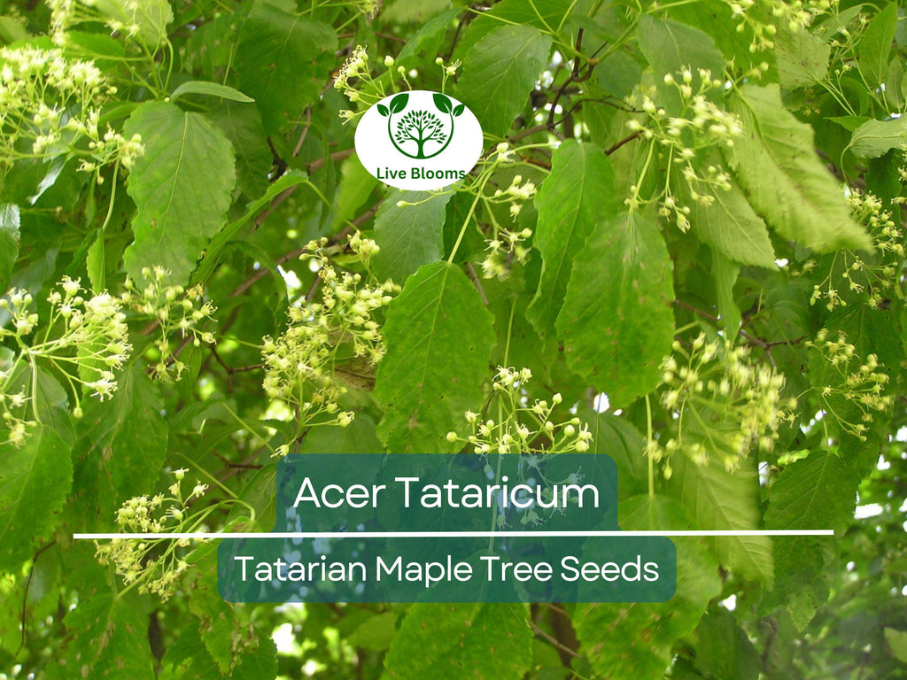 10 Seeds Acer Tataricum (Tatarian Maple) for Planting - Hardy Tree for Landscaping, Shade, & Gardens - Unique, Fast-Growing Tree Seeds