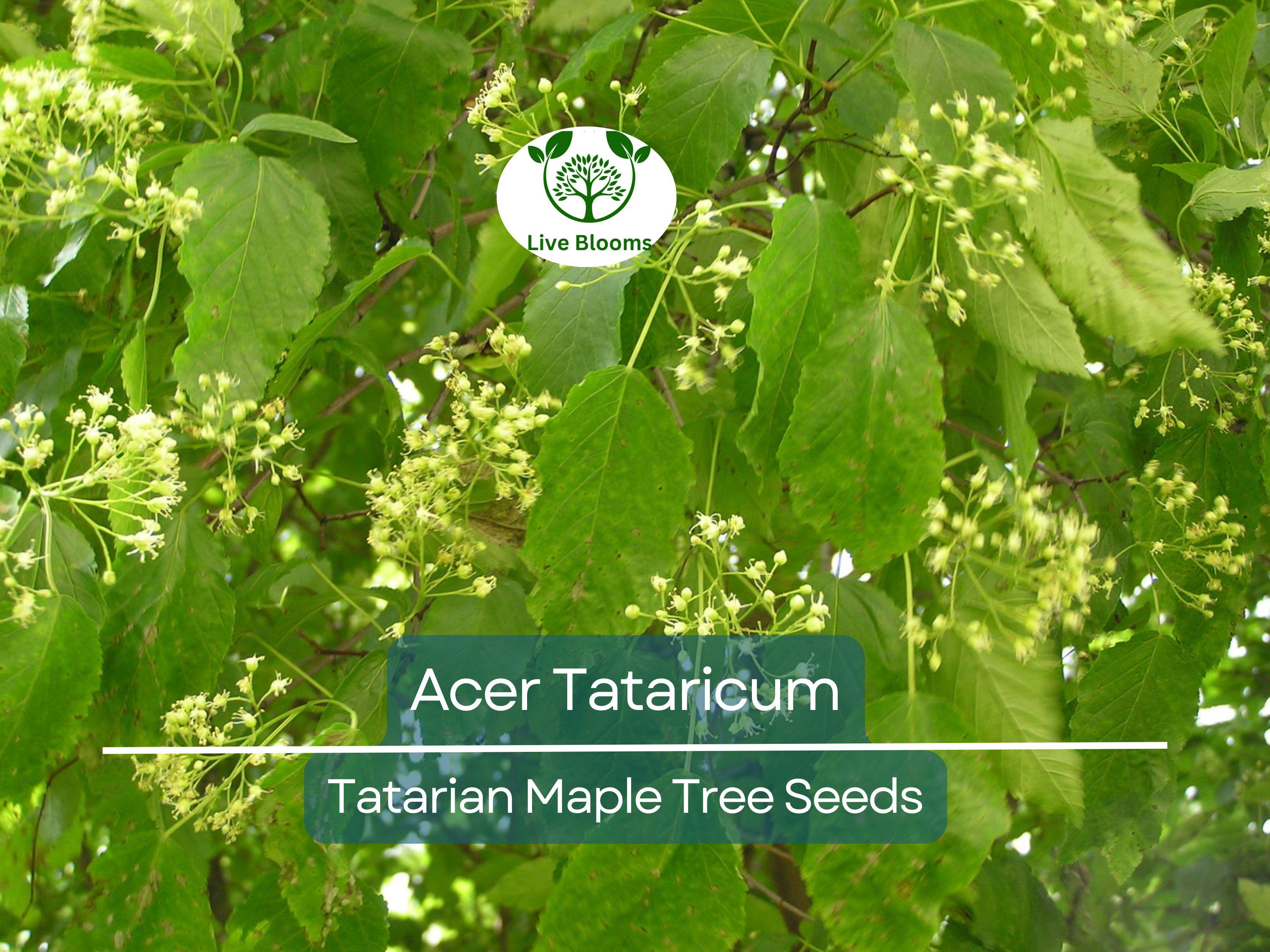 10 Seeds Acer Tataricum (Tatarian Maple) for Planting - Hardy Tree for Landscaping, Shade, & Gardens - Unique, Fast-Growing Tree Seeds