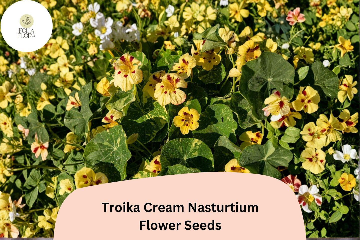 50+ Troika Cream Nasturtium Seeds | Tropaeolum majus | Creamy White Blooms | Trailing Annual for Garden