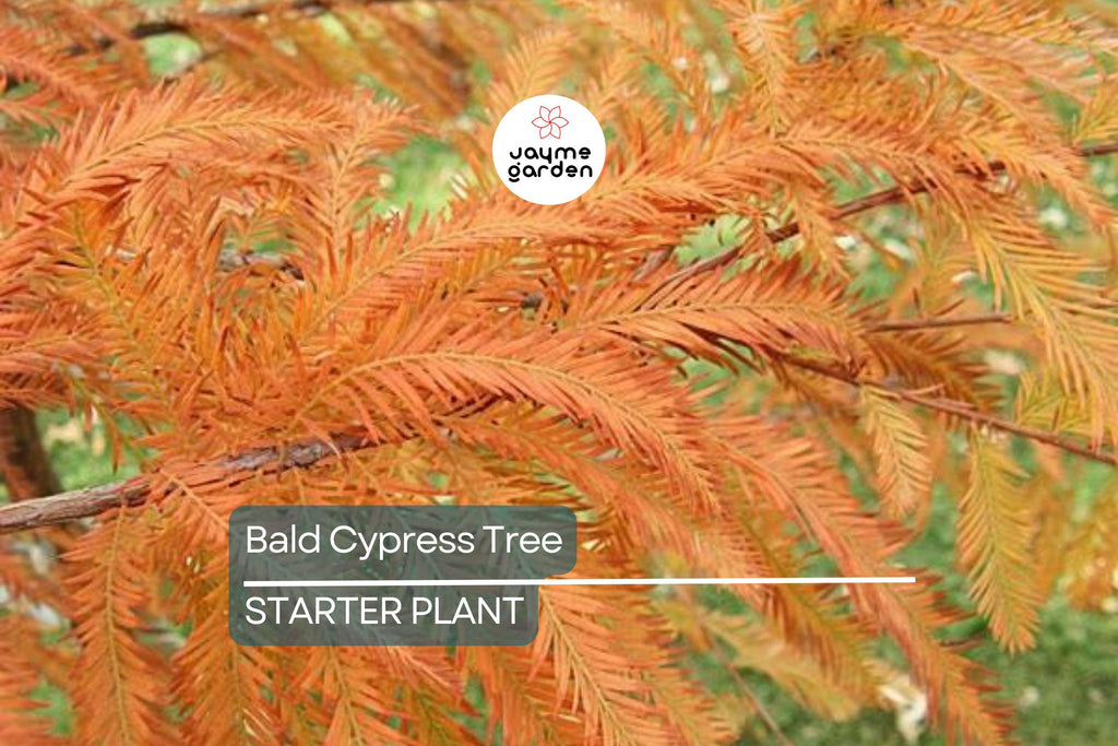 Bald Cypress Tree | 2-3 Ft Tall Live Seedling | Taxodium distichum | Hardy Shade Tree for Wetlands & Landscapes