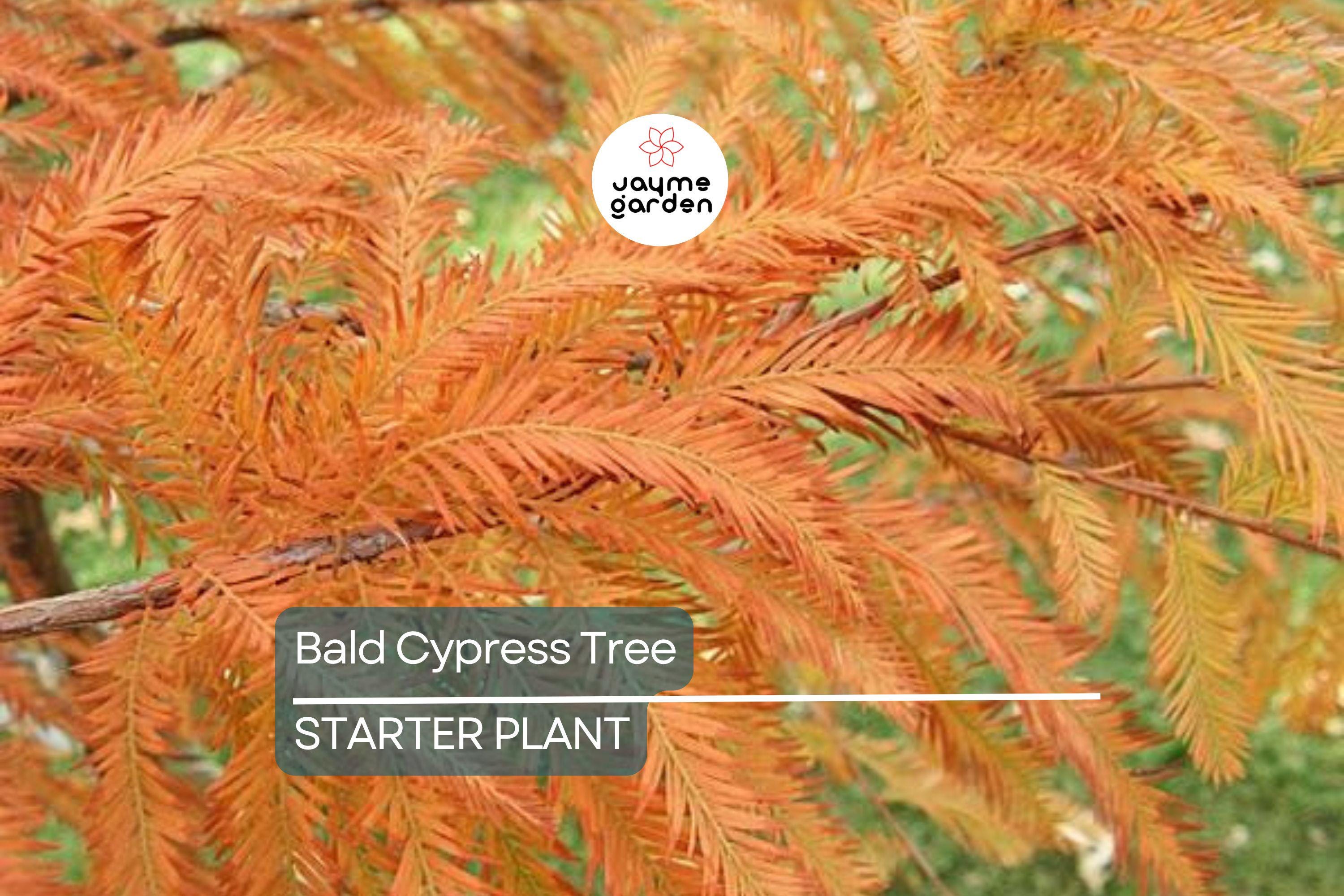 Bald Cypress Tree | 2-3 Ft Tall Live Seedling | Taxodium distichum | Hardy Shade Tree for Wetlands & Landscapes