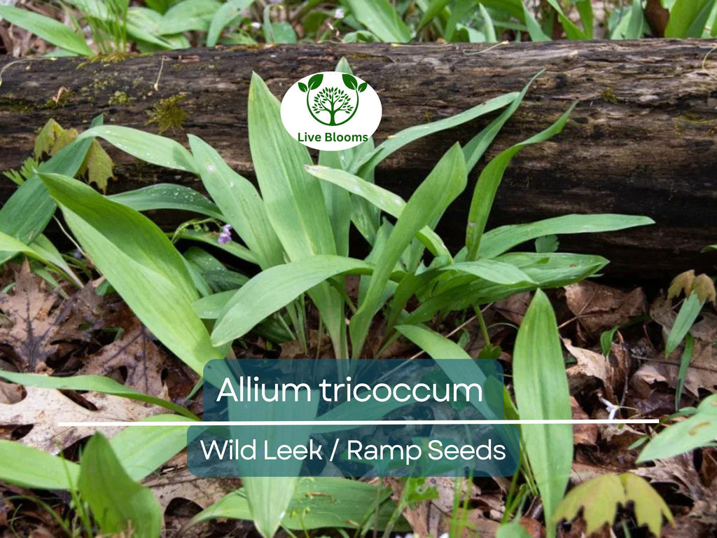 10 Seeds Wild Leek / Ramp Allium tricoccum – Heirloom, Non-GMO, Hardy, Edible Wild Plant, Perfect for Garden, Woodland, and Culinary Use
