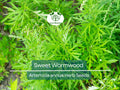 1000 Sweet Wormwood Herb Seeds (Artemisia annua), Sweet Annie Sagewort, Aromatic Herb, Drought-Tolerant, Perfect for Garden & Tea