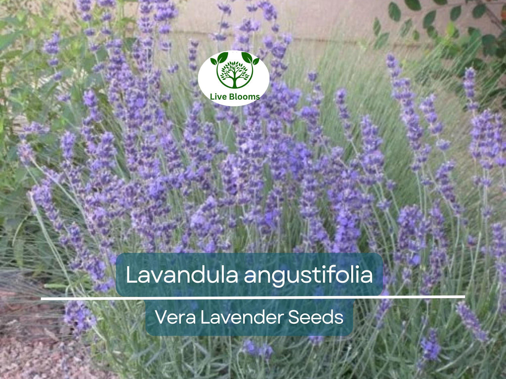 100 Seeds Vera Lavender (Lavandula angustifolia) – Non-GMO, Heirloom, Aromatic Herb, Perfect for Garden & DIY Projects, Organic Planting