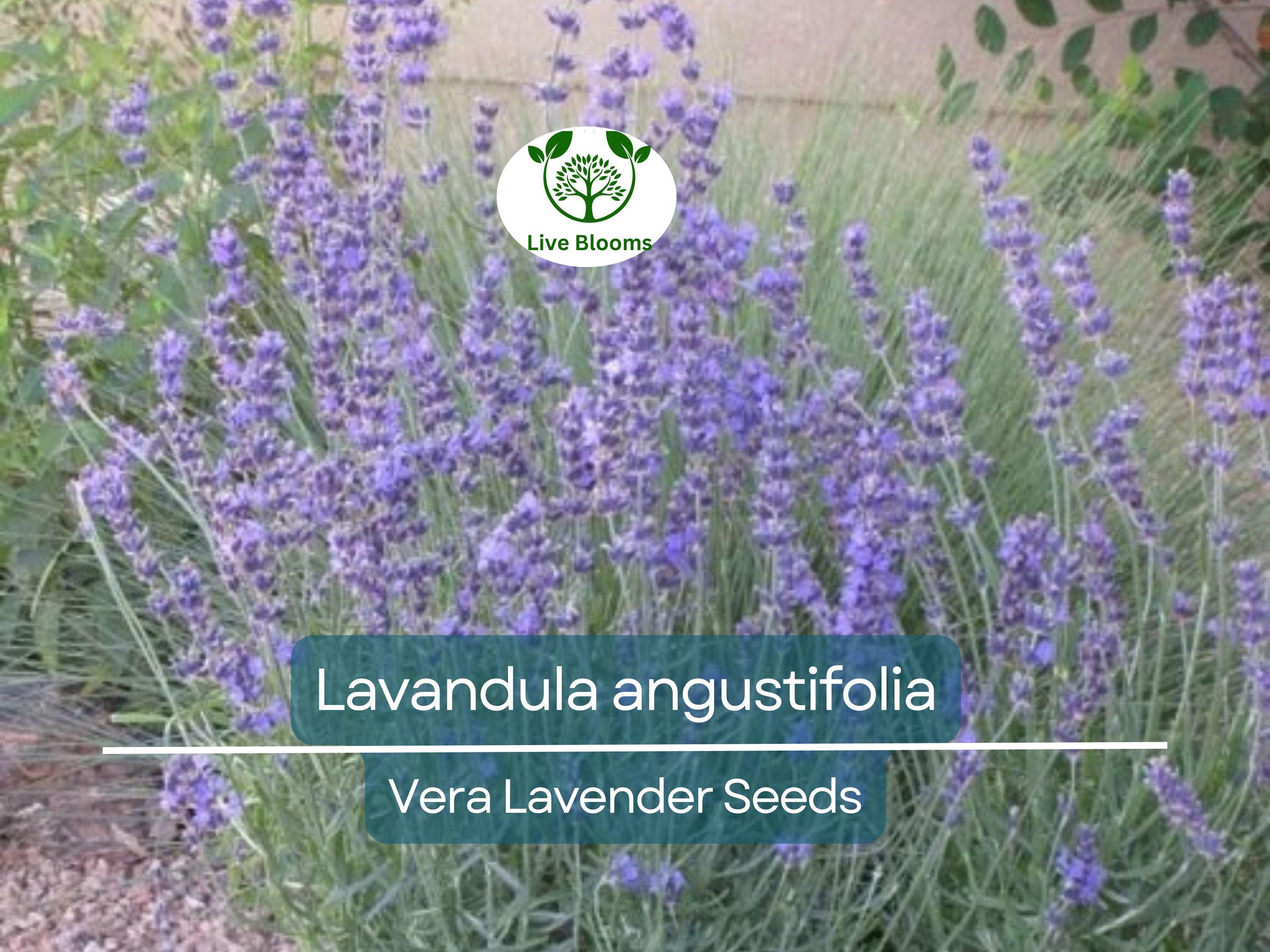 100 Seeds Vera Lavender (Lavandula angustifolia) – Non-GMO, Heirloom, Aromatic Herb, Perfect for Garden & DIY Projects, Organic Planting