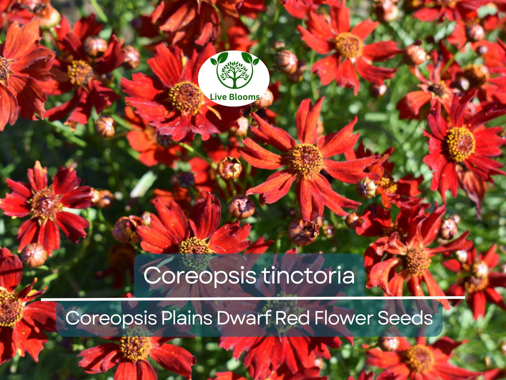 300 Seeds Coreopsis Plains Dwarf Red (Coreopsis tinctoria) Red Wildflower for Planting, Pollinator-Friendly, Low-Maintenance, Garden Blooms