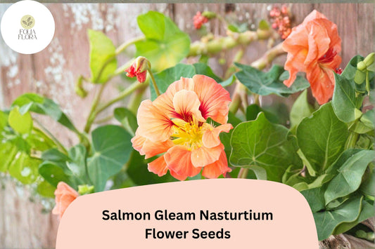 50+ Salmon Gleam Nasturtium Seeds | Tropaeolum majus | Vibrant Salmon-Orange Blooms