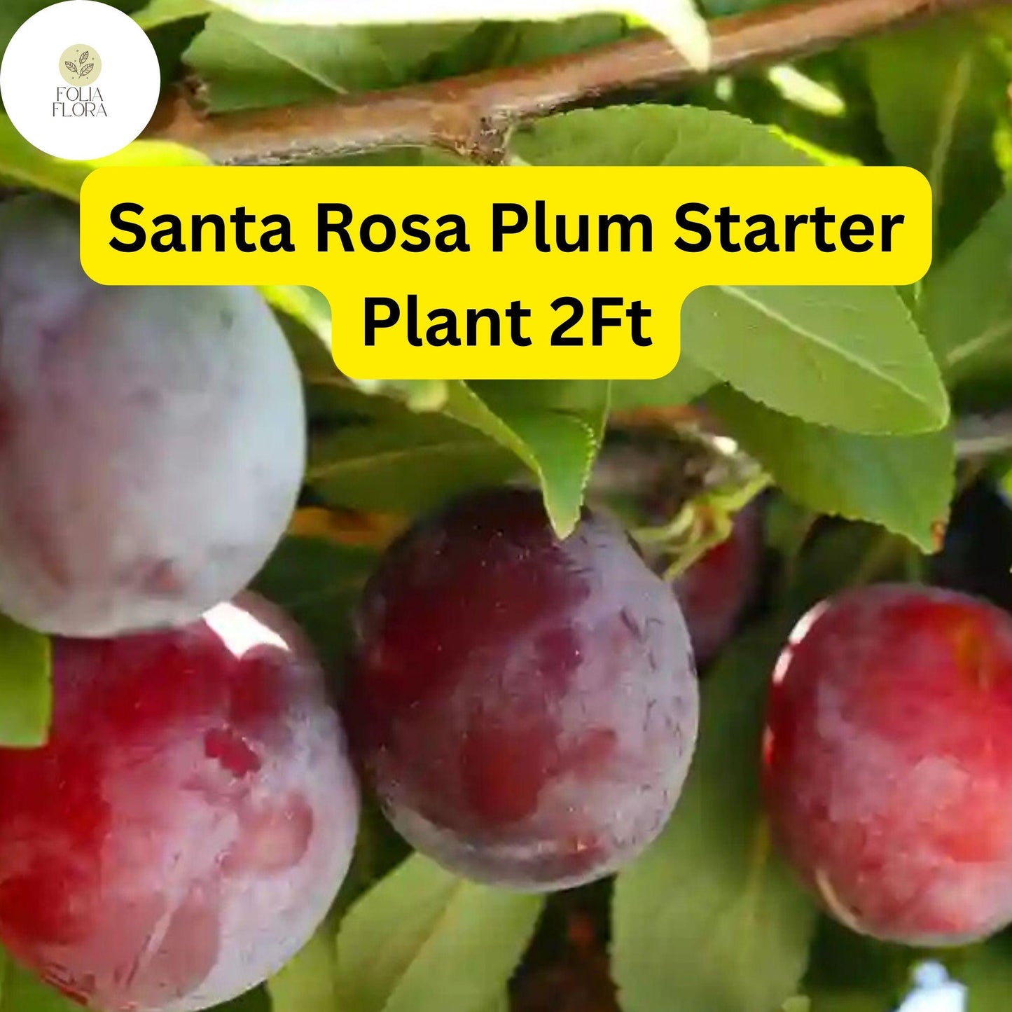 1 Santa Rosa Plum Tree (Prunus salicina) - 2ft Tall Live Fruit Tree Ready to Plant