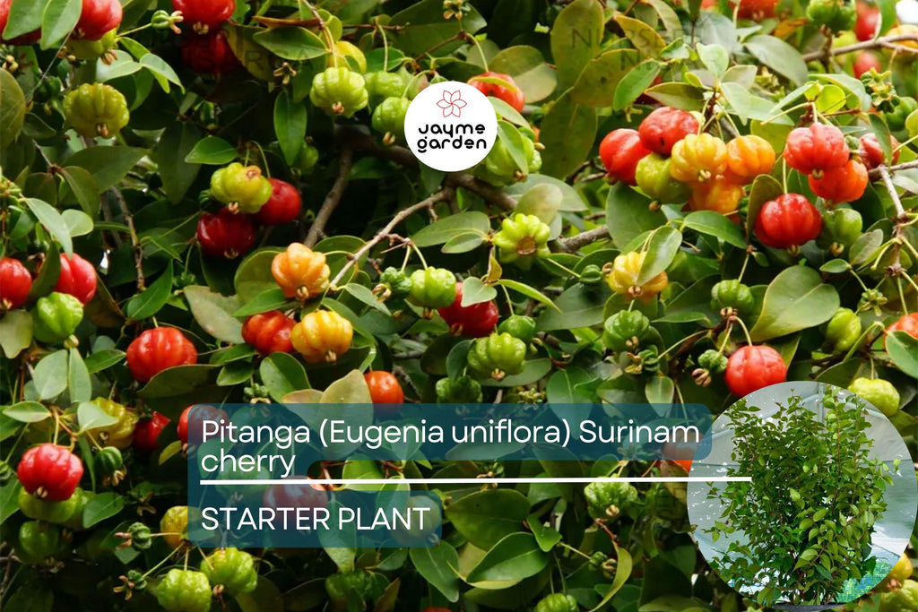 Pitanga (Eugenia Uniflora) Surinam Cherry Tree 2’-3’ – Tropical Fruit Tree with Tangy Delights