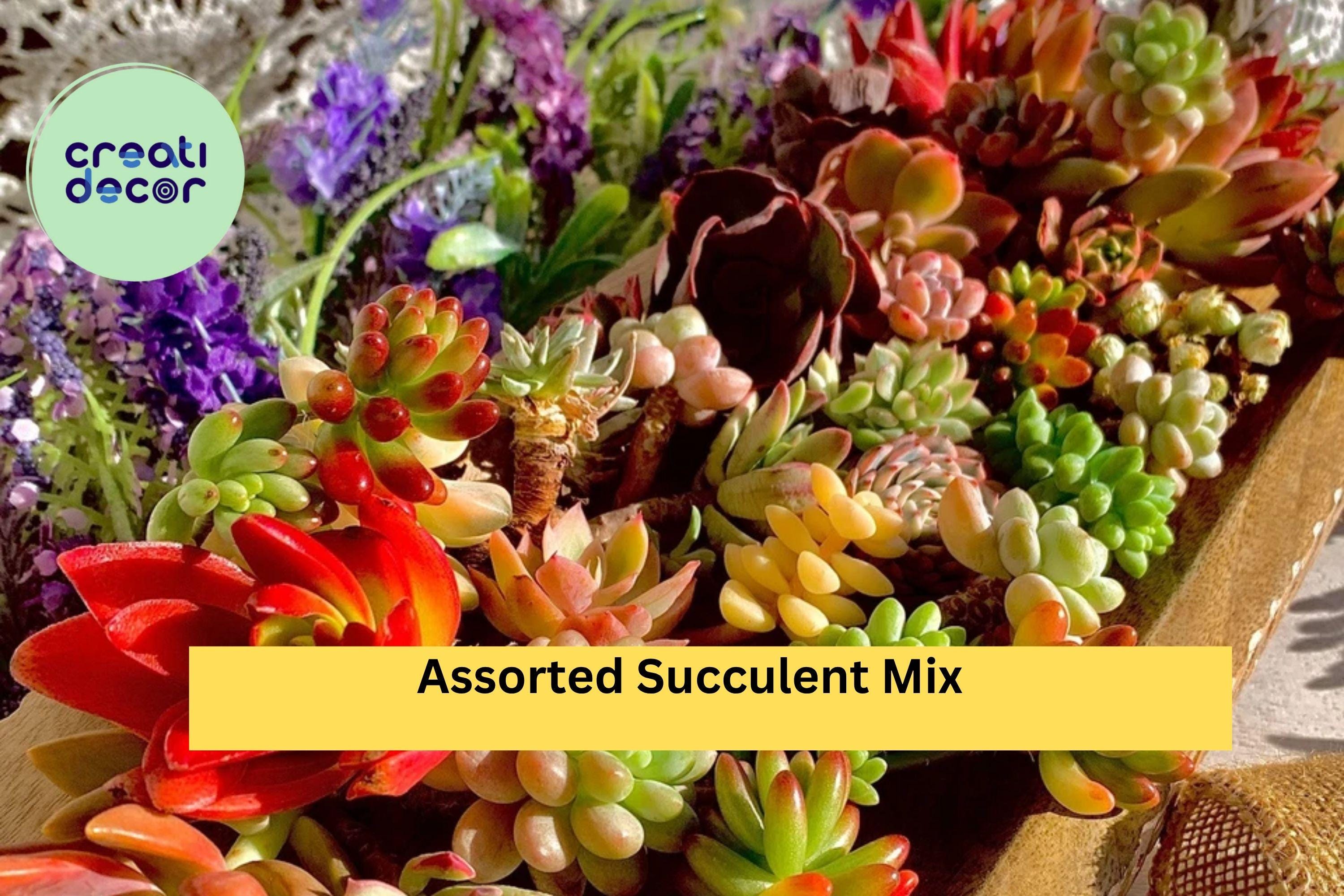 Assorted Succulent Cuttings – 12 Live Green Varieties (Echeveria, Sedum, Crassula Mix) 0.5–1.5” Imported Mini Plants for Propagation