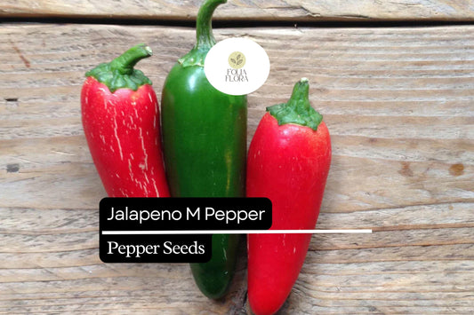 25 Jalapeño M Pepper Seeds – Capsicum annuum – Heirloom, Non-GMO, Medium Heat (2,500–5,000 SHU)