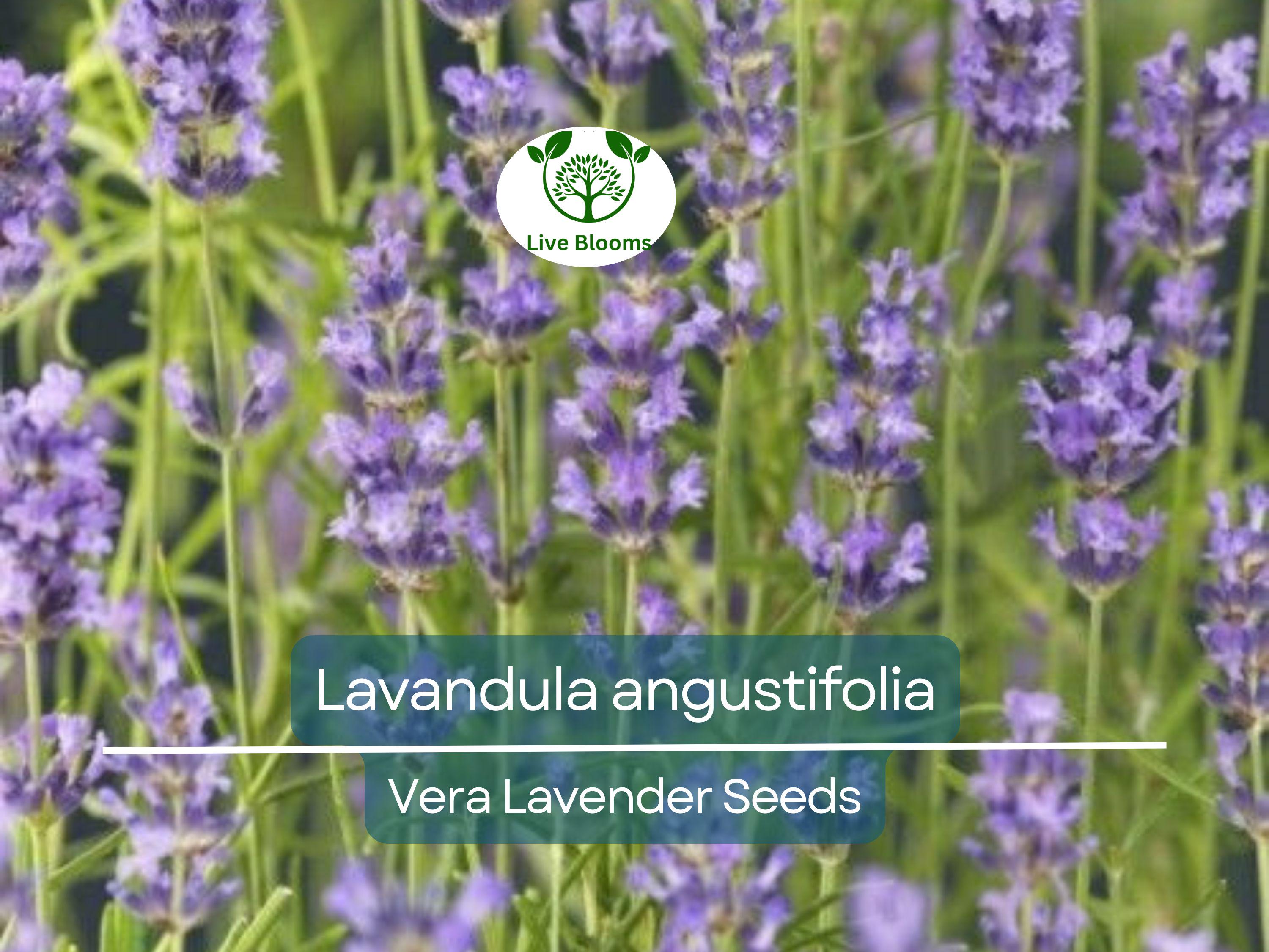 100 Seeds Vera Lavender (Lavandula angustifolia) – Non-GMO, Heirloom, Aromatic Herb, Perfect for Garden & DIY Projects, Organic Planting