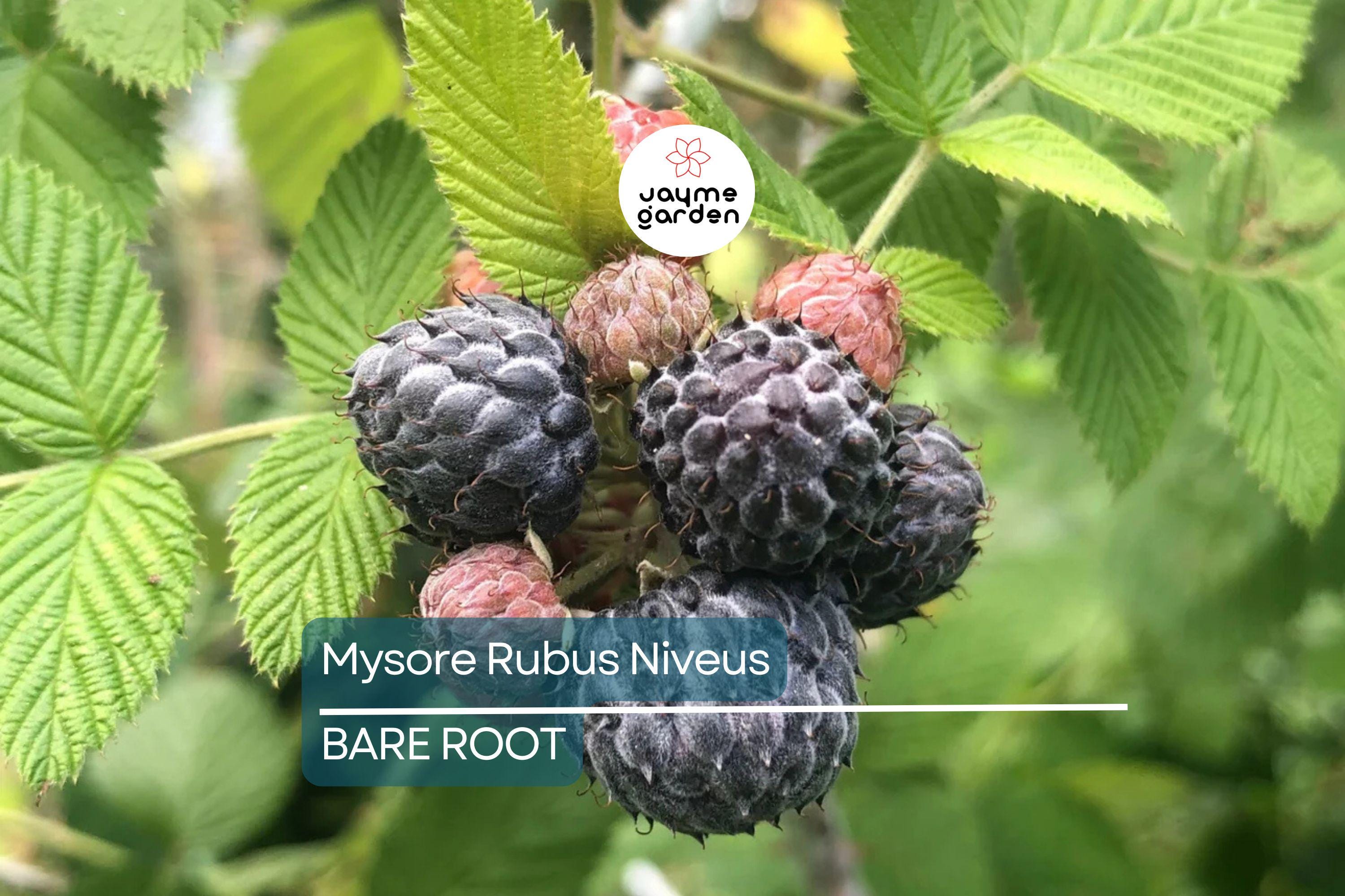 Mysore Black Raspberry Plant (Rubus niveus) – 1 Bare Root Starter, Ever-Bearing, Sweet Fruit Bush for Warm Climates, Zones 9-11