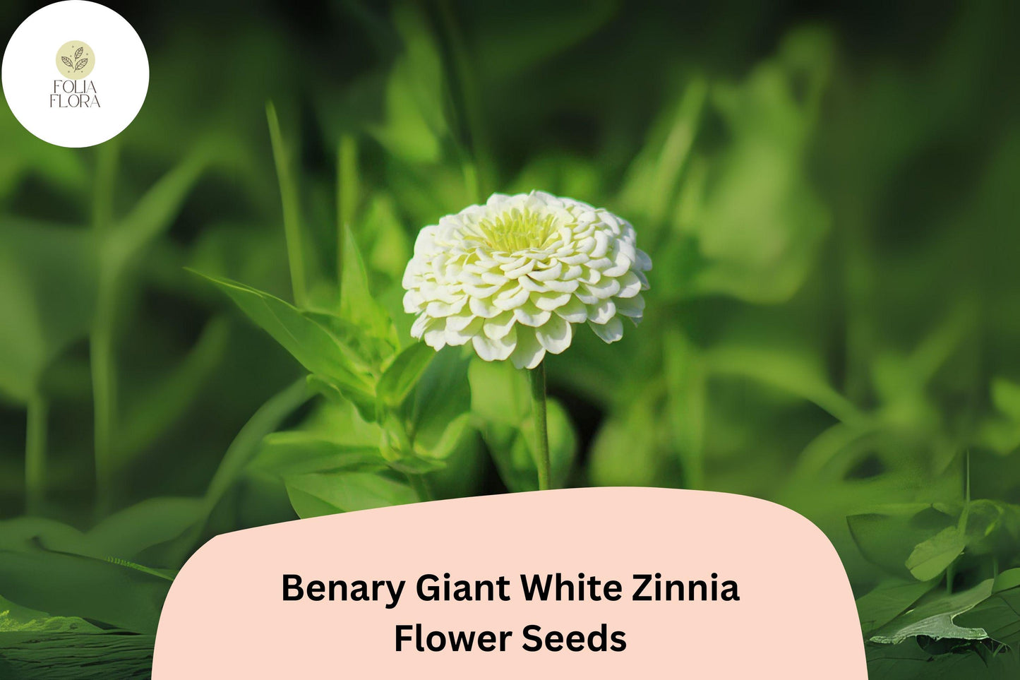 100+ Benary Giant White Zinnia Seeds – Elegant Tall Cut Flower for Summer Gardens
