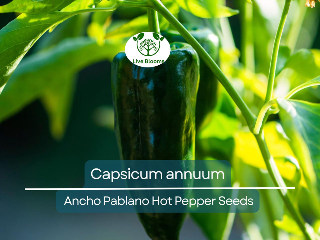 250 mg Seeds Ancho Poblano Hot Pepper – Capsicum annuum | Heirloom Pepper Seeds for Planting, Gardening & Rich Culinary Use