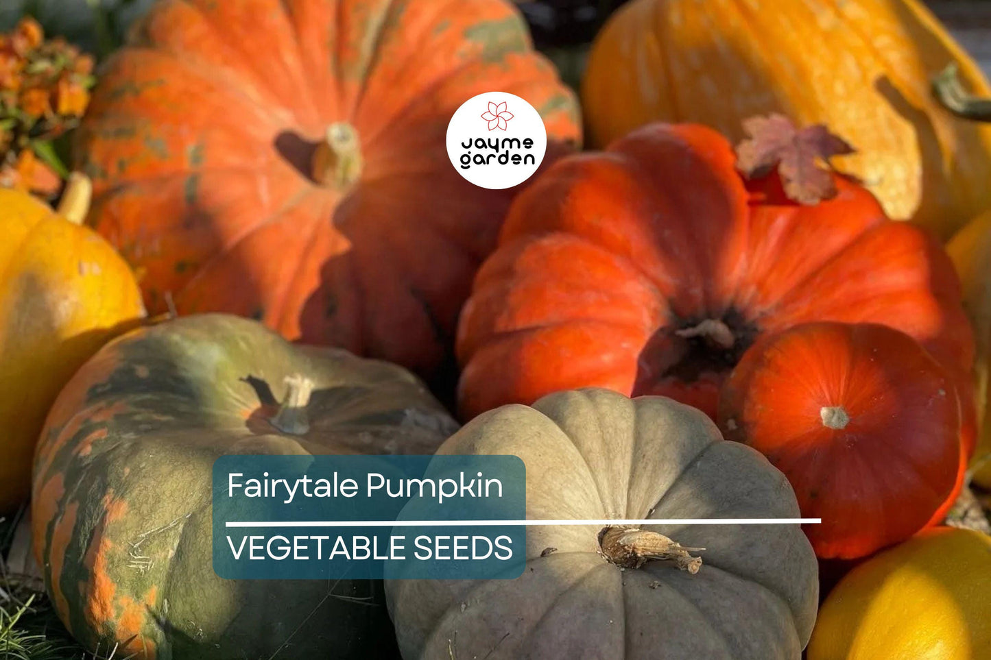 15 Fairytale Pumpkin Seeds - Heirloom Non-GMO | Sweet & Rich Flavor | Deep Ribbing | 15 lb Pumpkins | USA Seller | Free Shipping