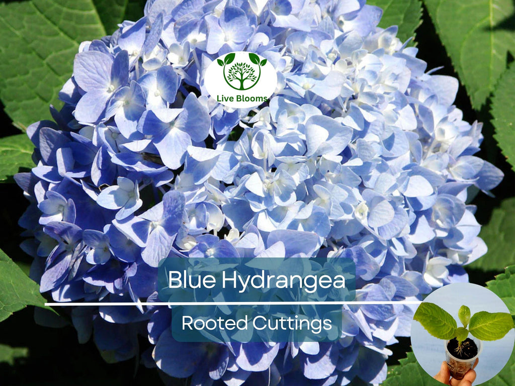 1 Blue Hydrangea Plant (Hydrangea macrophylla) 3-8" Tall, Fully Rooted Cutting, Live Garden Shrub, Beautiful Flowers, Indoor/Outdoor Plant