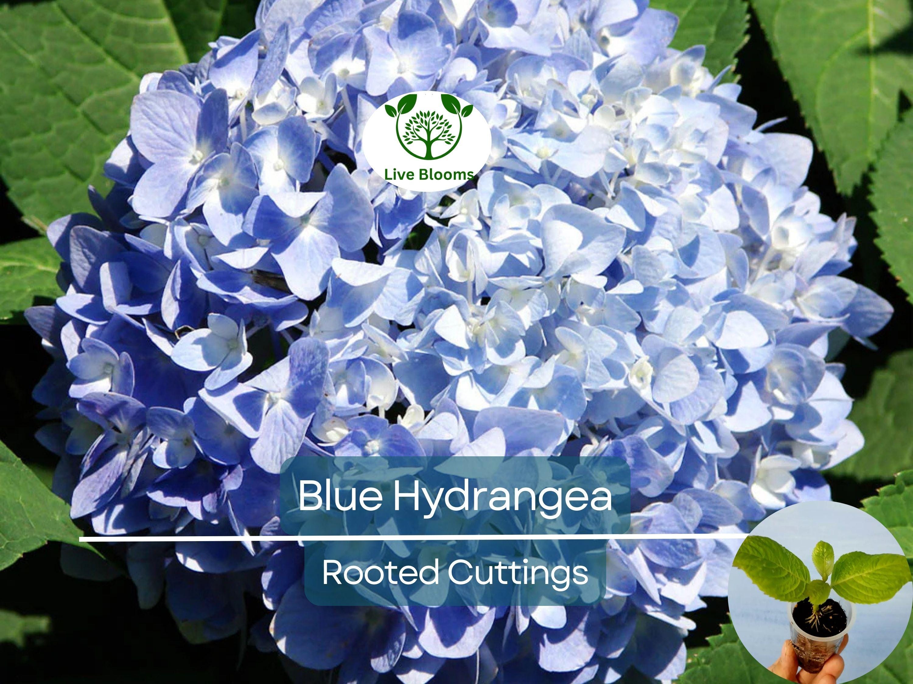 1 Blue Hydrangea Plant (Hydrangea macrophylla) 3-8" Tall, Fully Rooted Cutting, Live Garden Shrub, Beautiful Flowers, Indoor/Outdoor Plant