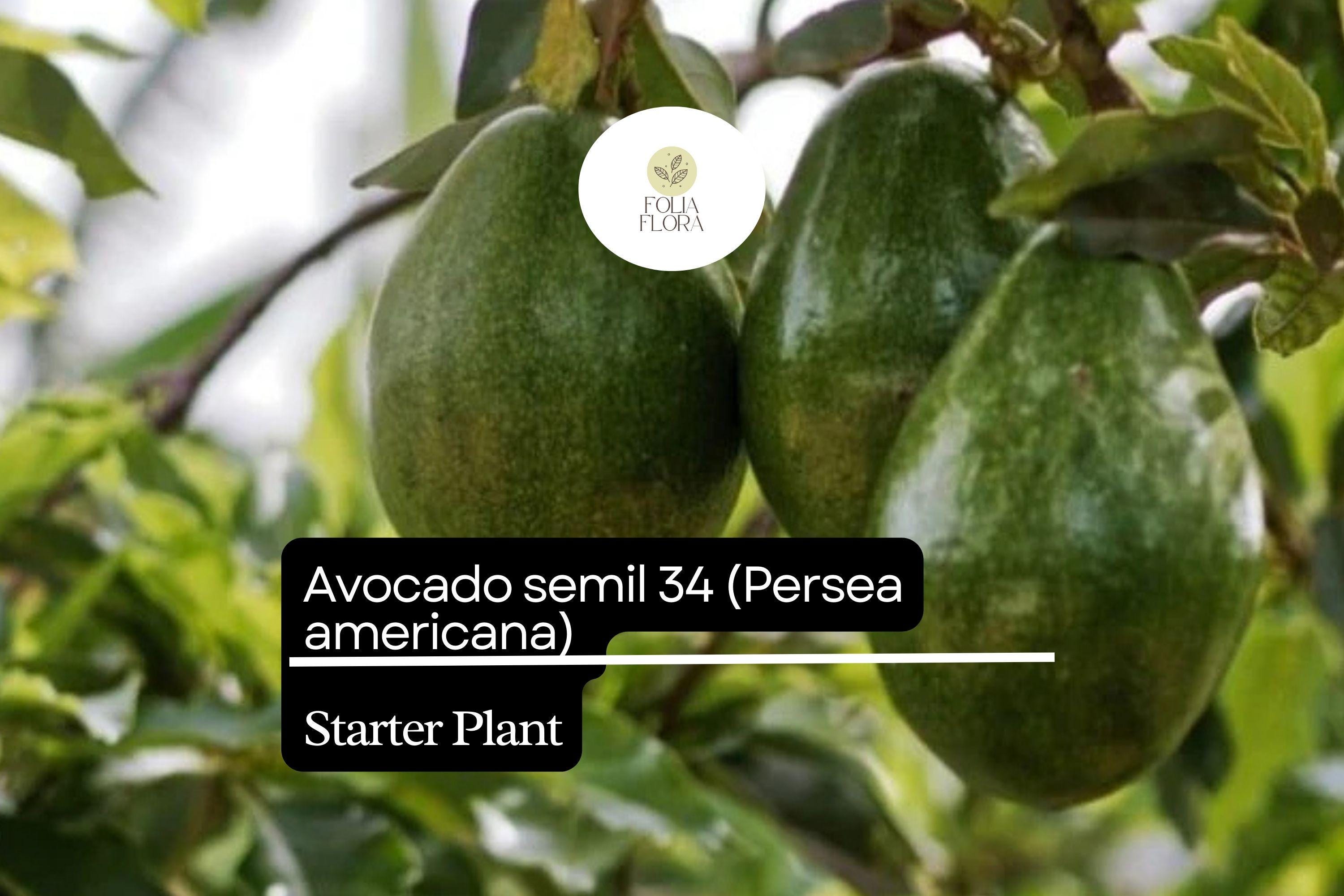 1 Avocado Semil 34 (Persea americana) Starter Plant – Tropical Live Fruit Tree 12″-24″