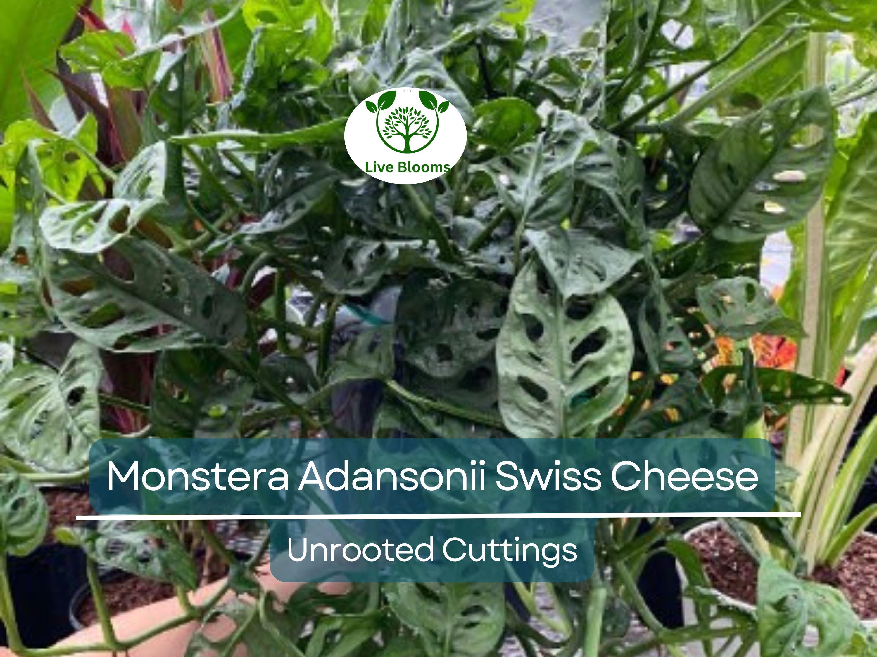 3 Monstera Adansonii Swiss Cheese Unrooted Cuttings - Indoor/Outdoor Houseplant, Easy Propagation, Unique Foliage, Tropical Plant for Home