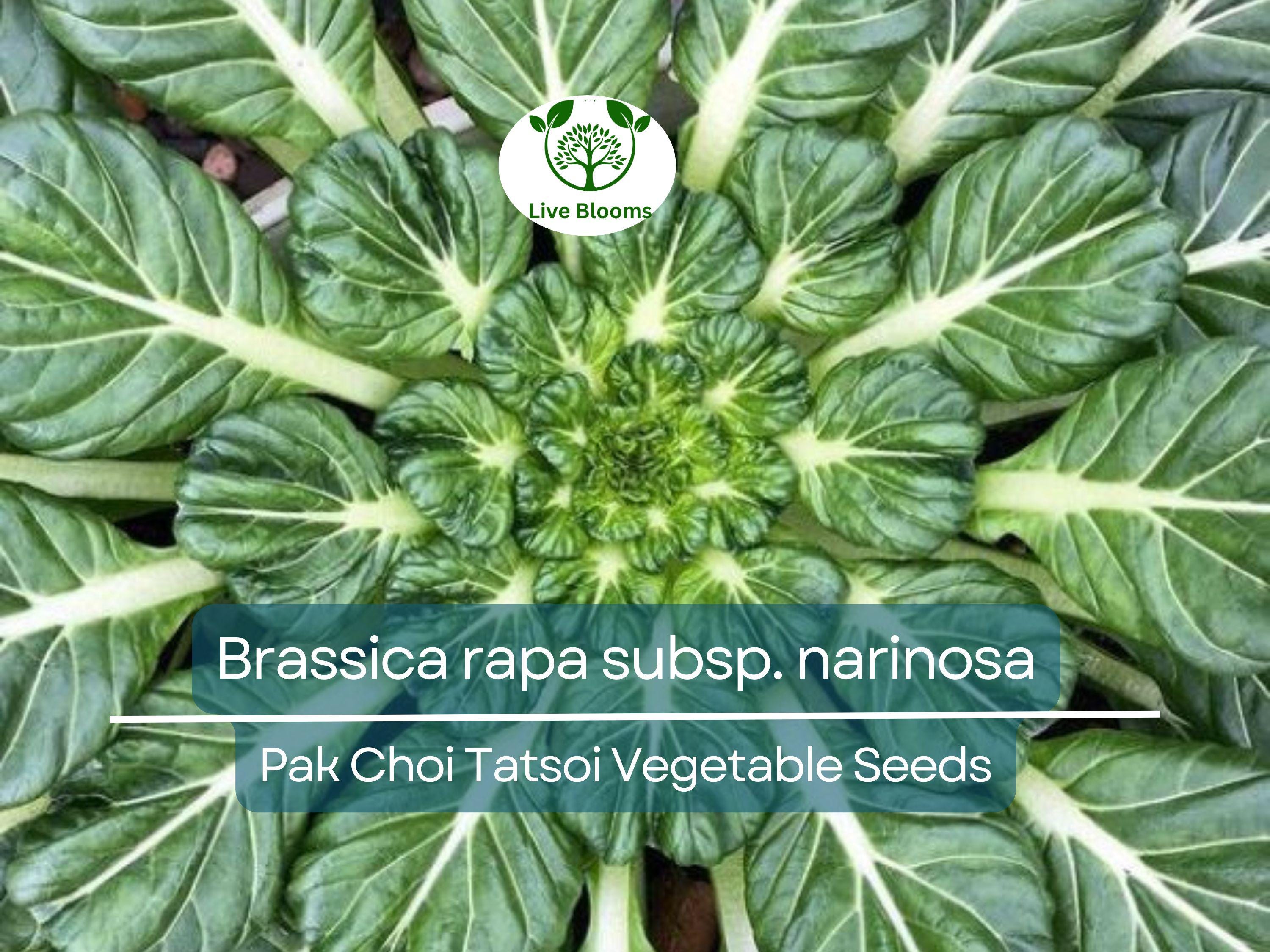 250 Pak Choi Tatsoi Seeds - Brassica rapa subsp. narinosa | Heirloom Asian Greens for Planting, Gardening & Stir-Fry