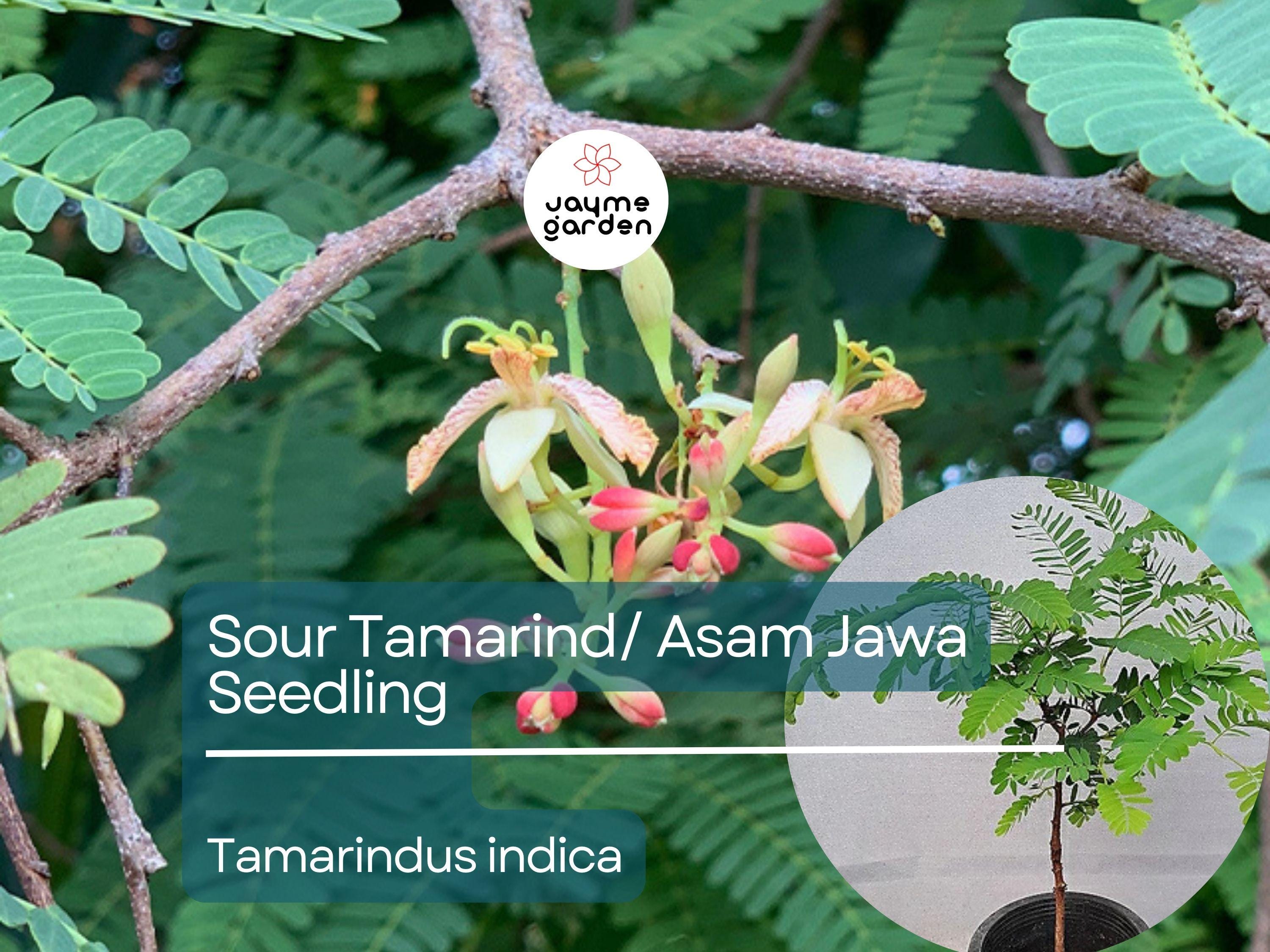 Sour Tamarind Starter Plant Seedling (Tamarindus indica) - Live Fruit Tree 2′-3′ Tall - Asam Jawa, Tangy, Tropical Fruit for Garden Orchard